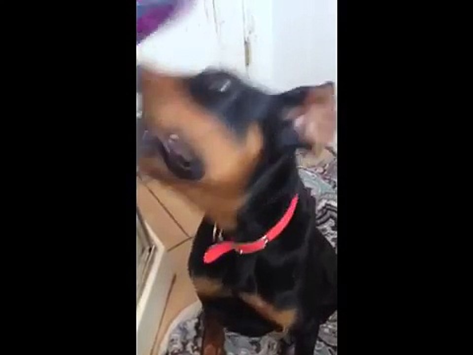 Dog with brain damage due to abuse