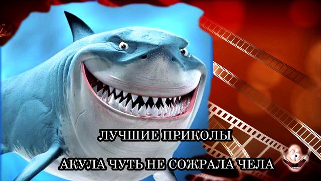 ЛУЧШИЕ ПРИКОЛЫ АКУЛА ЧУТЬ НЕ СОЖРАЛА ЧЕЛА