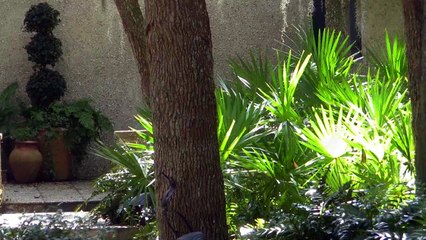 Dwarf Palmetto Palm Tree, Sabal Minor - Home Landscapes