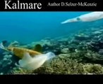 Kalmare Tiere Animals Natur SelMcKenzie Selzer-McKenzie