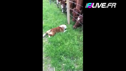 Bulldog & Vaches amis !