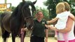 Rehomed rescue horses prove popular at Colchester Zoo