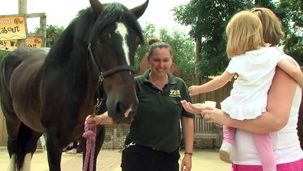Rehomed rescue horses prove popular at Colchester Zoo