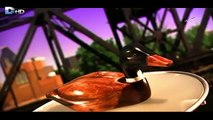 ‫وثائقي كيف صنعت - البط الخشبي HD ‬‎