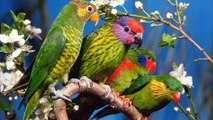 Os pássaros e aves mais lindos do mundo! 06 - Baixar