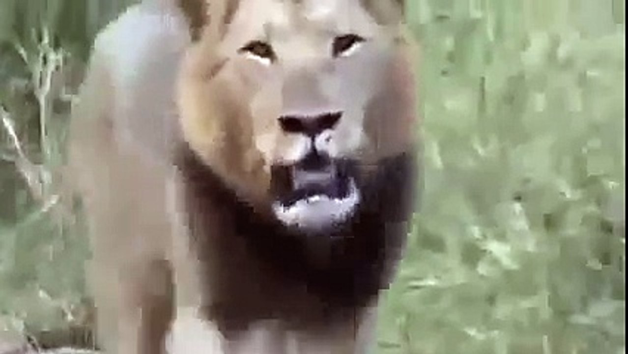 世界最大 ライオンの戦い 2014 ビデオ ライオン vs ライオン