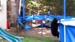 Black Bear & her cubs climb in pool and play in yard for hours in Connecticut