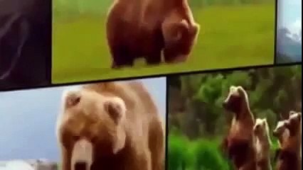 Animal Planet | Discovery Channel | Wild Life Documentary 2015 | National Geographic Wildl