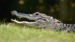 Alligator Fights Truck, Truck Gets Destroyed