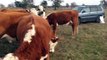 Young Hereford cows , bred heifers, paur