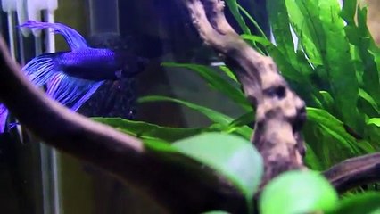 Nano Betta Tank (SPECIAL OTHERS - Yagi & Ryoto)