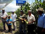 Productores de elote de San Isidro Mazatepec, Jalisco, opian sobre el maíz Eros