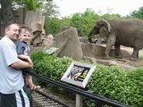 Elephants at Milwaukee County Zoo