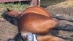 High River Mare giving Birth #3