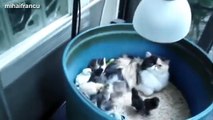 Cats Adopting Baby Birds Compilation 2015