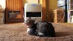 暖をとる子猫 - The kitten warms herself by the heater -
