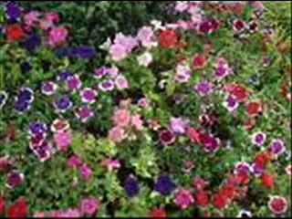 i fought the law- the crickets