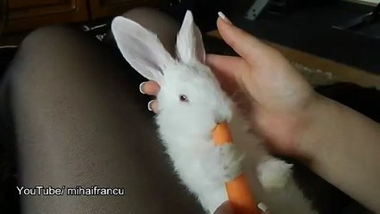 Cute Bunny enjoying Carrot