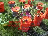 OUTDOOR HYDROPONIC GARDEN HEIRLOOM TOMATOES PEPPERS DWC SYSTEM
