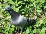 أجمل و أروع حمام الزاجل لا تفوتوه Best racing pigeons #1