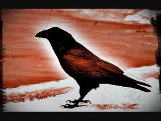 raven sounds - rabe geräusche - suono corvo - odgłos kruka