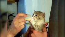 Tiny Kitten Drinks Milk From A Tiny Bottle