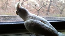 Obi my Goffin Cockatoo Talking and Dancing - January, 2012...