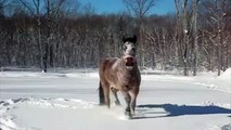 Draft Horses Romping After A Snow Storm