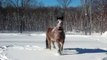 Draft Horses Romping After A Snow Storm