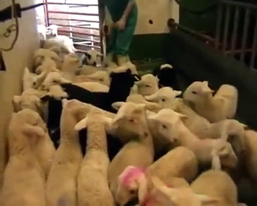 Matadero de corderos - Lamb slaughterhouse