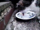 my cat max, drinking water in slow motion