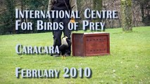 Caracara at the International Centre for Birds of Prey