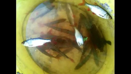 Giant water bug eats big fish