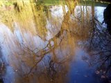 LILLE parcs et jardins -Parc Barbieux Roubaix nord  France  - reflets d'eau