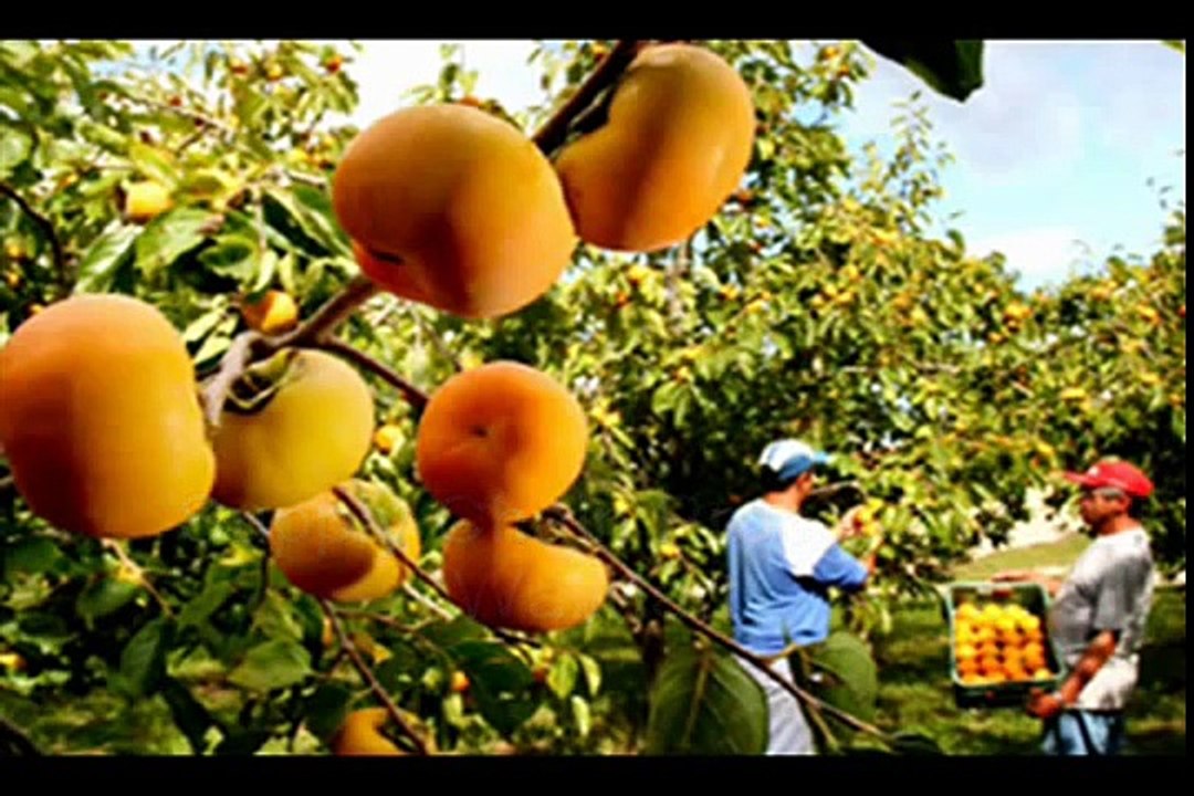 SCM- Supply Chain Process of Walmart