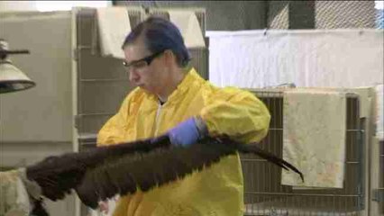 California lanza una operación para salvar a las aves del vertido