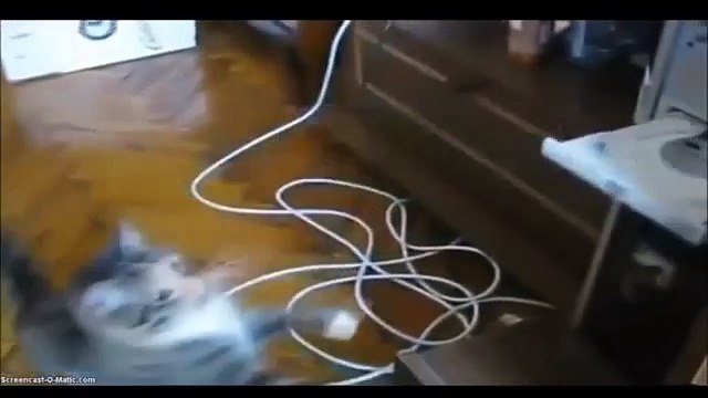 Funny Cats Gatos divertidos 有趣的猫 القطط مضحك Lustige Katzen 재미 있은 고양이