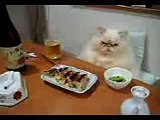 Funny cat eating like a man...!! Hahahaha very funny (MUST WATCH) _ Tune.pk