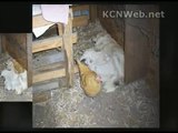 Great Pyrenees Puppies and their Chicken Puppy Sitter