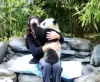 Panda - Hugging a Panda Cub near Chengdu