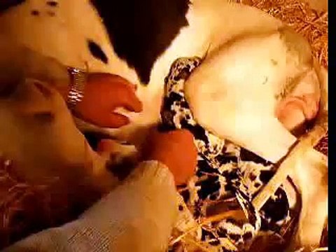 cachorros de dogo aleman ( gran danes ) recien nacidos