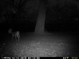 Creepy Mutant Weird Strange Deer filmed by UWAY NT50 Trail Camera in Texas (different angle)