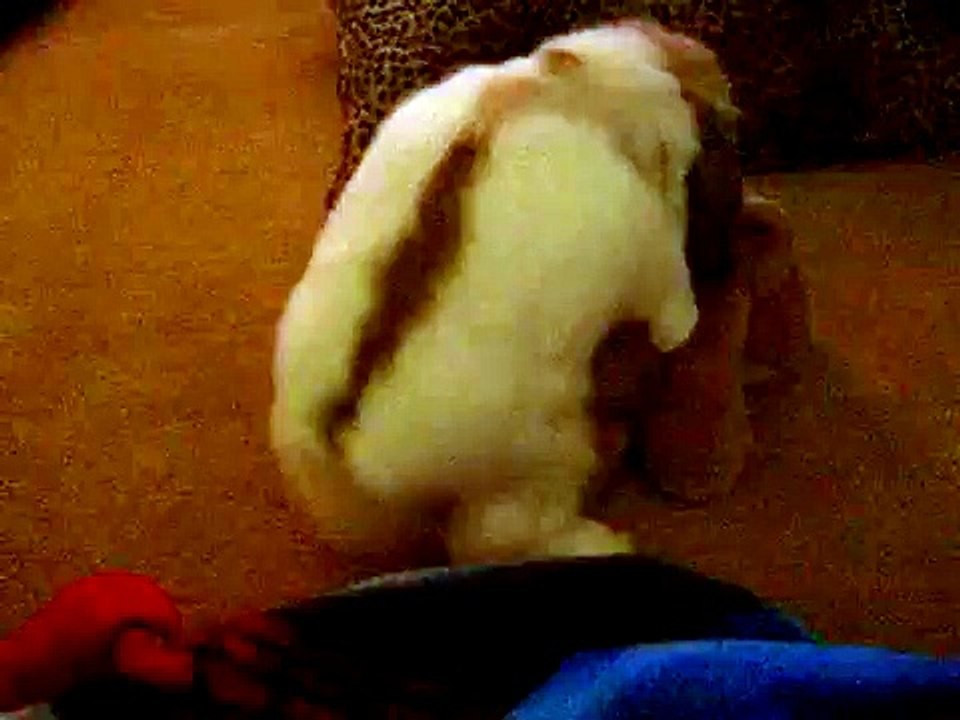 Horny Bunny!