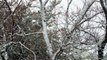 Birds during snow storm in Moncton - Feb. 17, 2013