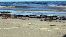 SAND BUBBLER CRABS - Cape Tribulation beach, Queensland, Australia