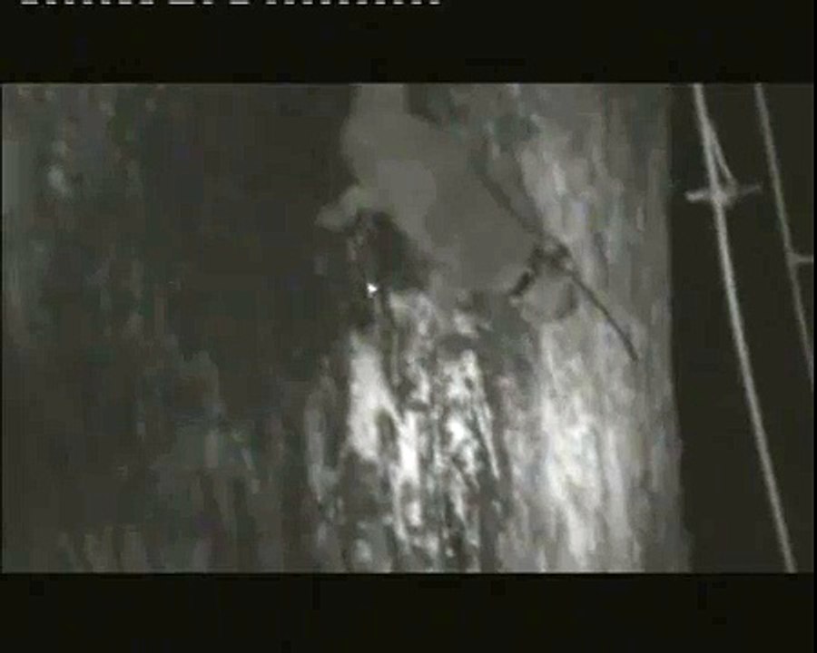 Cute pygmy slow loris eating one of its favourite foods - gum!