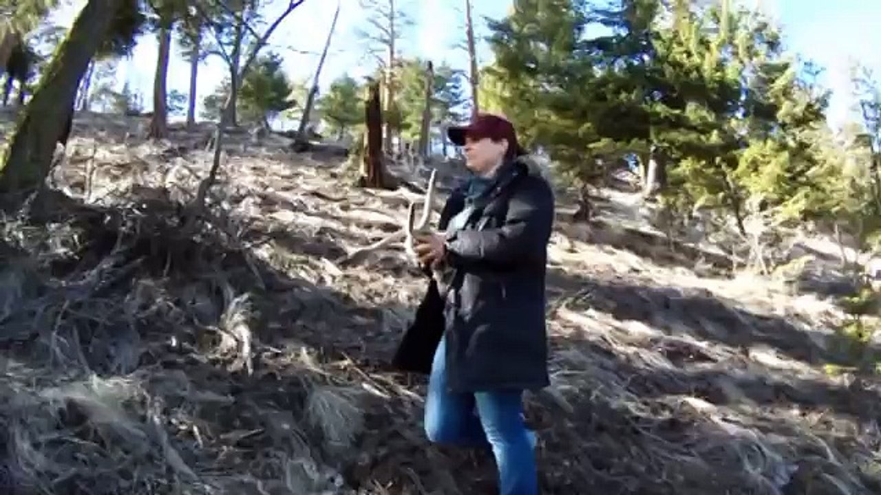 2013 hunting British Columbia-Mule deer B.C.Big Buck Moment 2