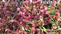 Plant Delights carnivorous plants