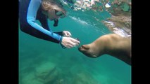 Socorro Islands, Baja California diving- Solmar V