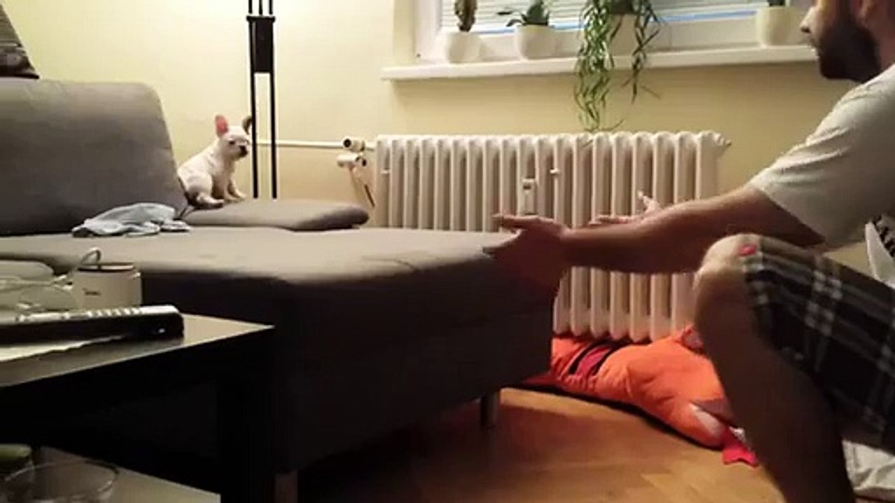 ROCKY le bouledogue Français trop mignon qui saute partout